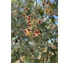 Брахіхітон різнолистий, пляшкове дерево ( Brachychiton populneus)